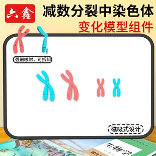 减数分裂中染色体变化模型组件磁吸式染色体减速分裂模型教学仪器