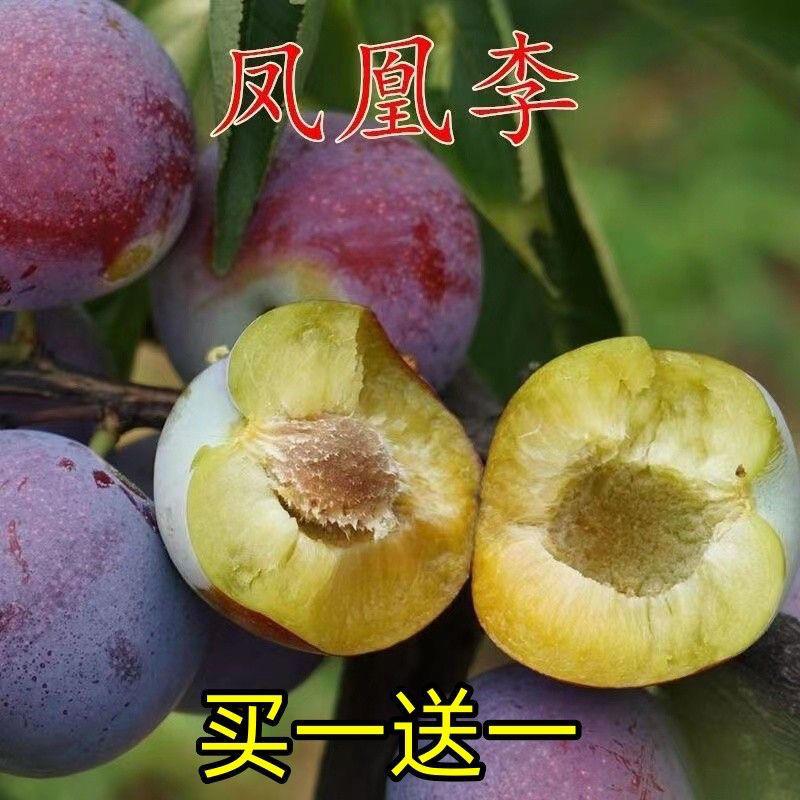新品种凤凰李子树苗正宗嫁接李苗南北方种植当年结果盆栽地栽包活