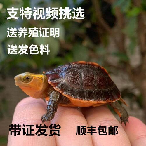 黄缘龟幼龟安徽龟苗活物安缘龟闭壳观赏宠物小乌龟金钱龟大陆缘