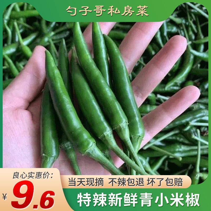 现摘新鲜青辣椒特辣朝天椒泡椒尖椒 徐州邳州新沂特产