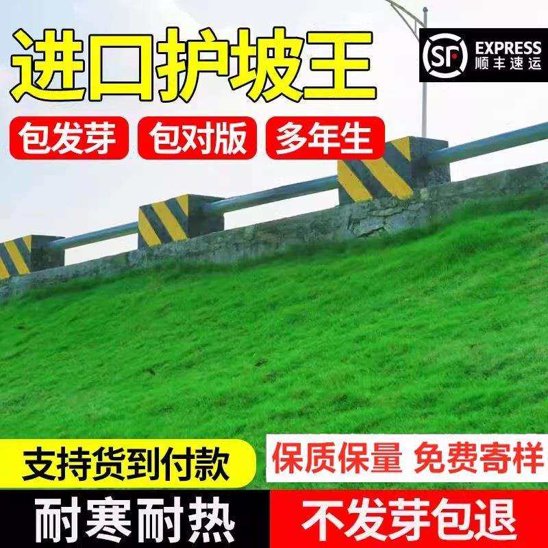 护坡固土草籽边坡绿化草坪耐旱狗牙根鱼塘护坡王四季常青草种籽子