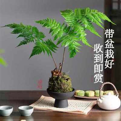 蕨类植物水培红磷蕨盆栽苔藓球一叶室内耐阴中式禅意盆景桌面绿植
