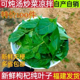 现摘枸杞叶新鲜枸杞叶1斤纯叶枸杞菜煮汤蔬菜(汤蔬菜)嫩叶