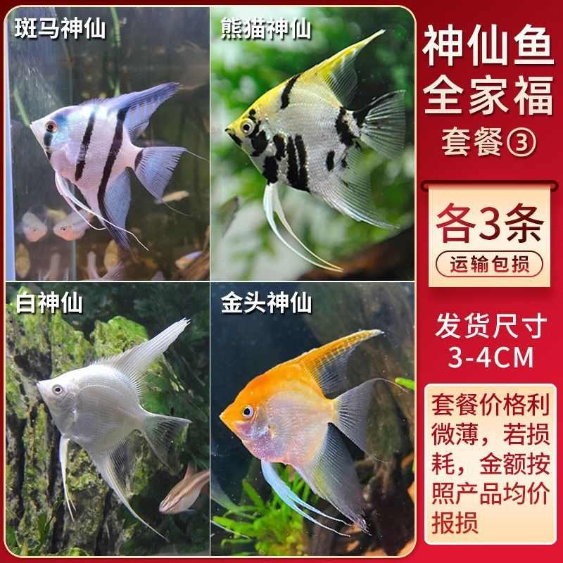 鱼小型好新款观赏鱼活鱼热带鱼神埃及秘鲁养燕神仙七彩淡水鱼大型