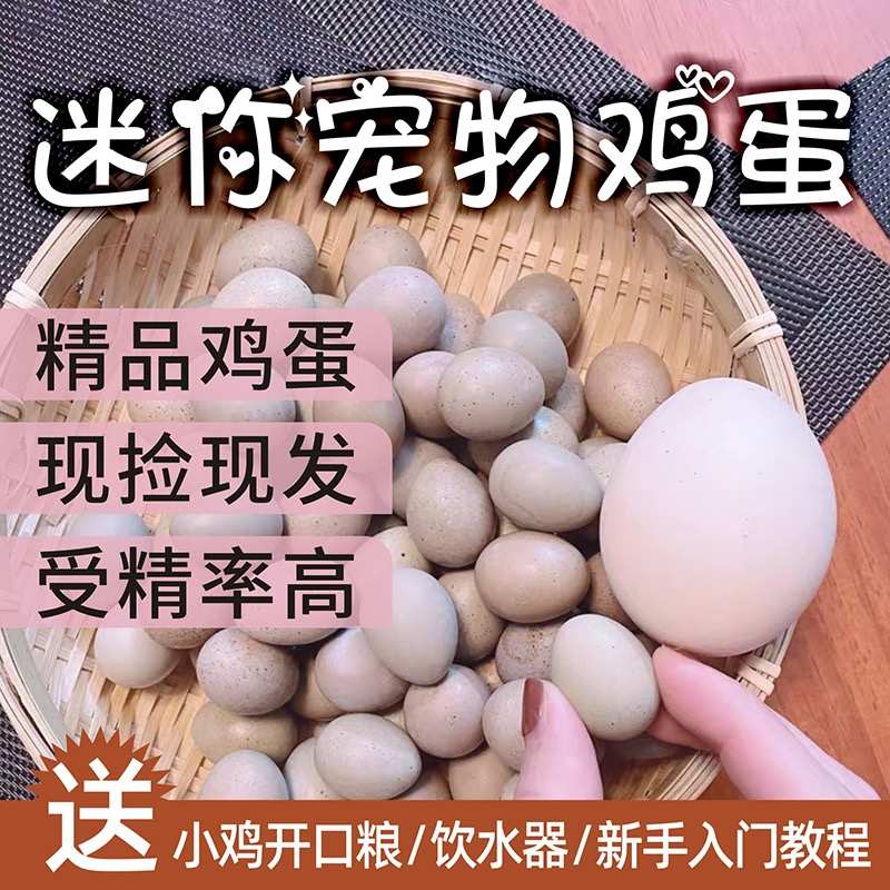 芦丁鸡受精可孵化蛋网红迷你宠物鸡纯白礼服德系精品卢丁鸡受精卵