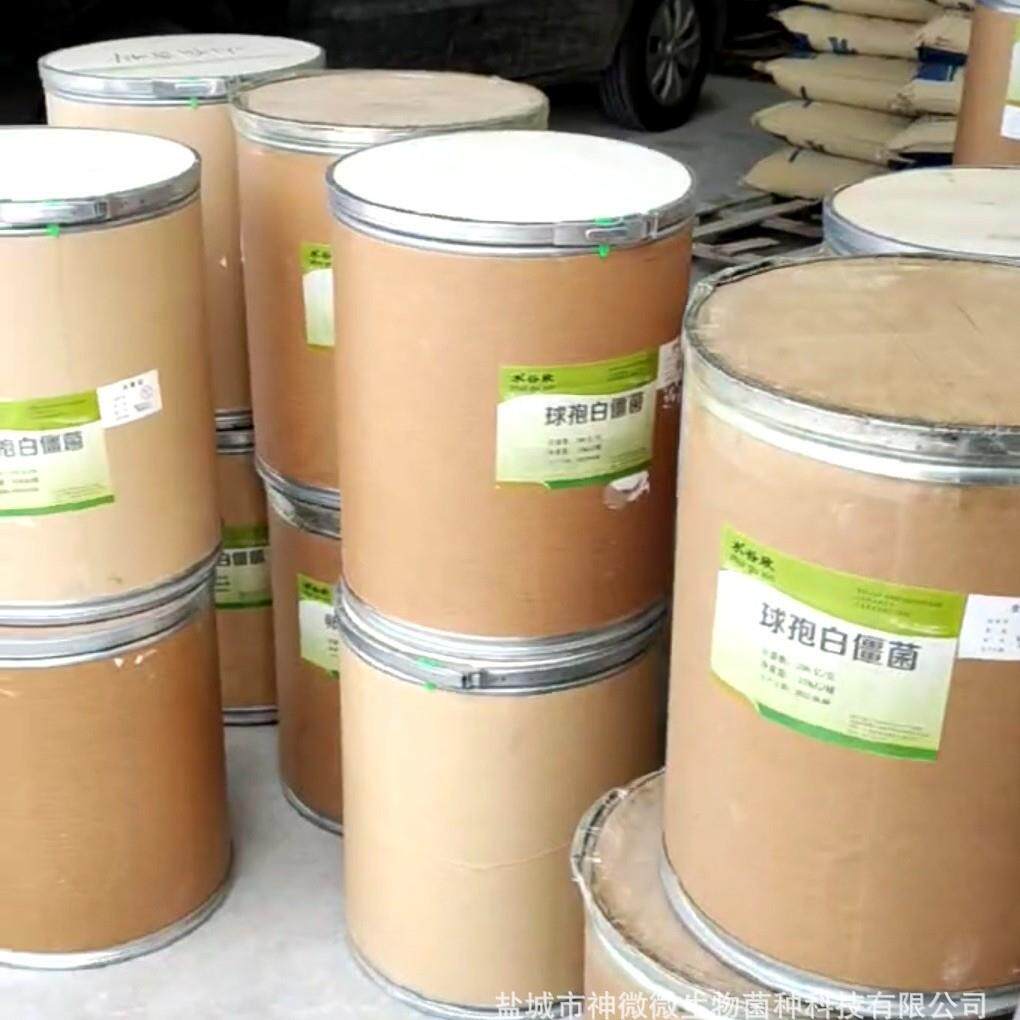 【水谷欣】白僵菌 球孢白僵菌 卵孢白僵菌 200亿原粉 25公斤