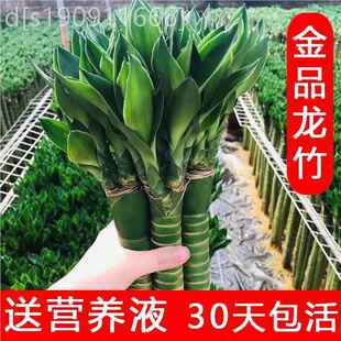 富带贵竹龙水养室内盆栽文昌竹多头竹粗杆根易养节节高绿植CMGQHH