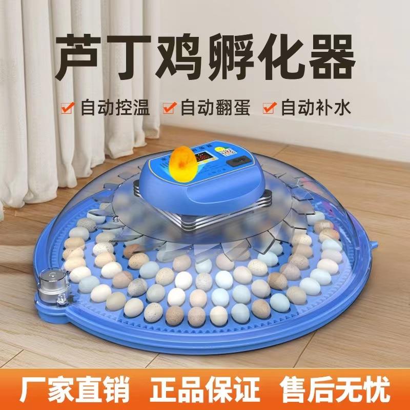 小飞碟鹦鹉鸟蛋芦丁鸡孵蛋孵化器家用全自动孵化机小型孵化箱