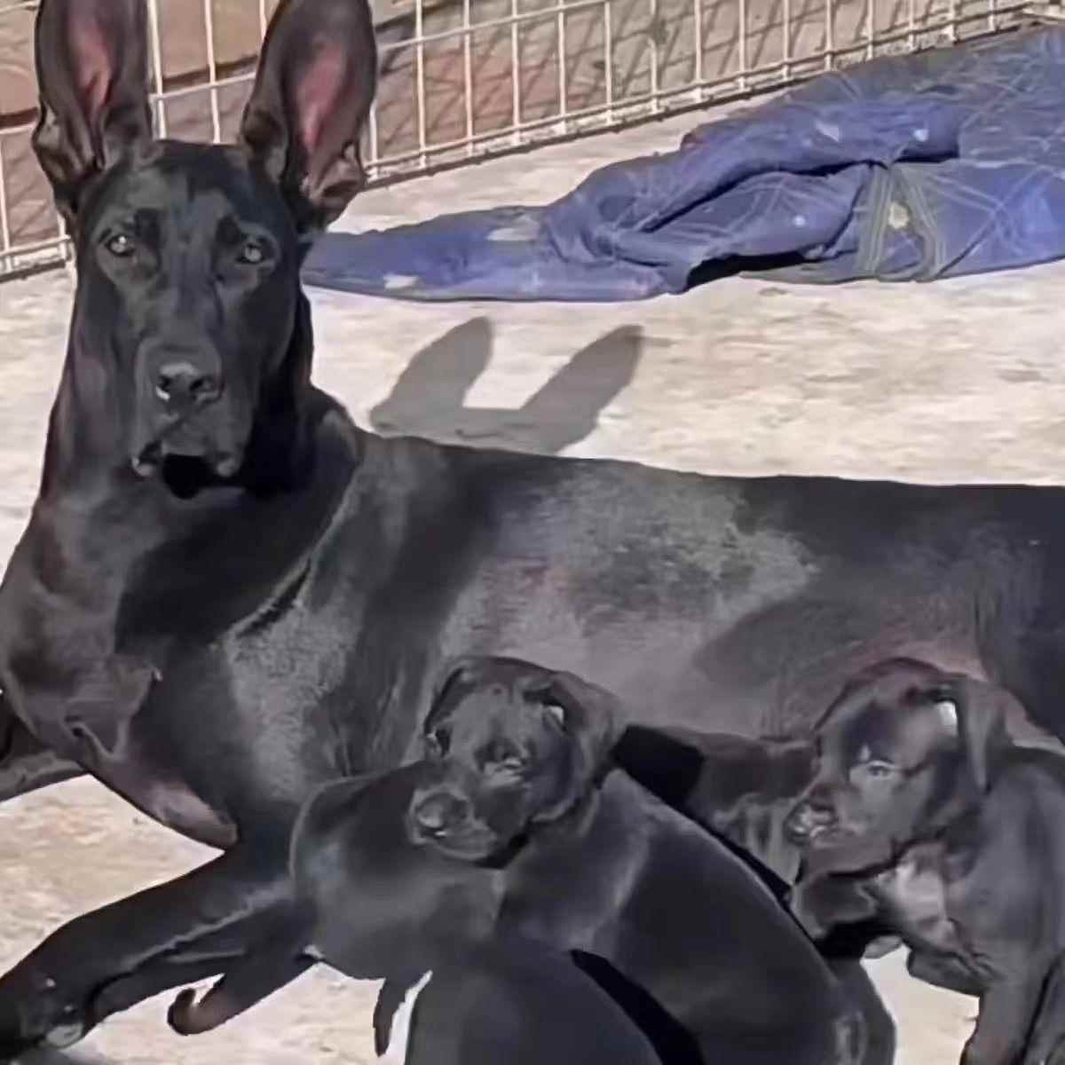 黑狼犬幼犬活体精品墨界中华纯黑狼狗警犬护卫犬看家护院宠物家养