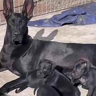 黑狼犬幼犬活体精品墨界中华纯黑狼狗警犬护卫犬看家护院宠物家养