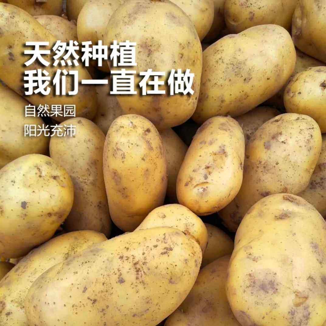 黄皮土豆10斤新鲜蔬菜现挖马铃薯洋芋黄心土豆现发农家种植