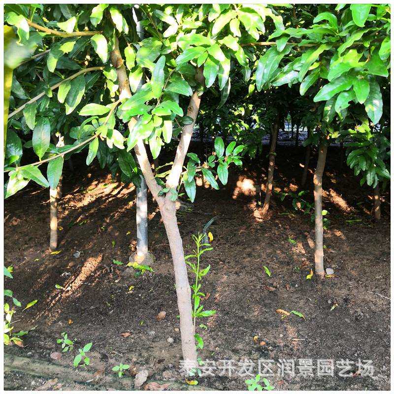 3公分大果石榴苗庭院种植泰山红石榴苗突尼斯软籽石榴苗