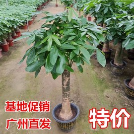 大型发财树盆栽客厅办公室内植物，花卉招财树喜庆开业绿植净化空气