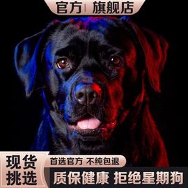 纯种宠物狗拉布拉多幼犬双血统大型犬纯黑色拉布拉多幼崽小狗活物