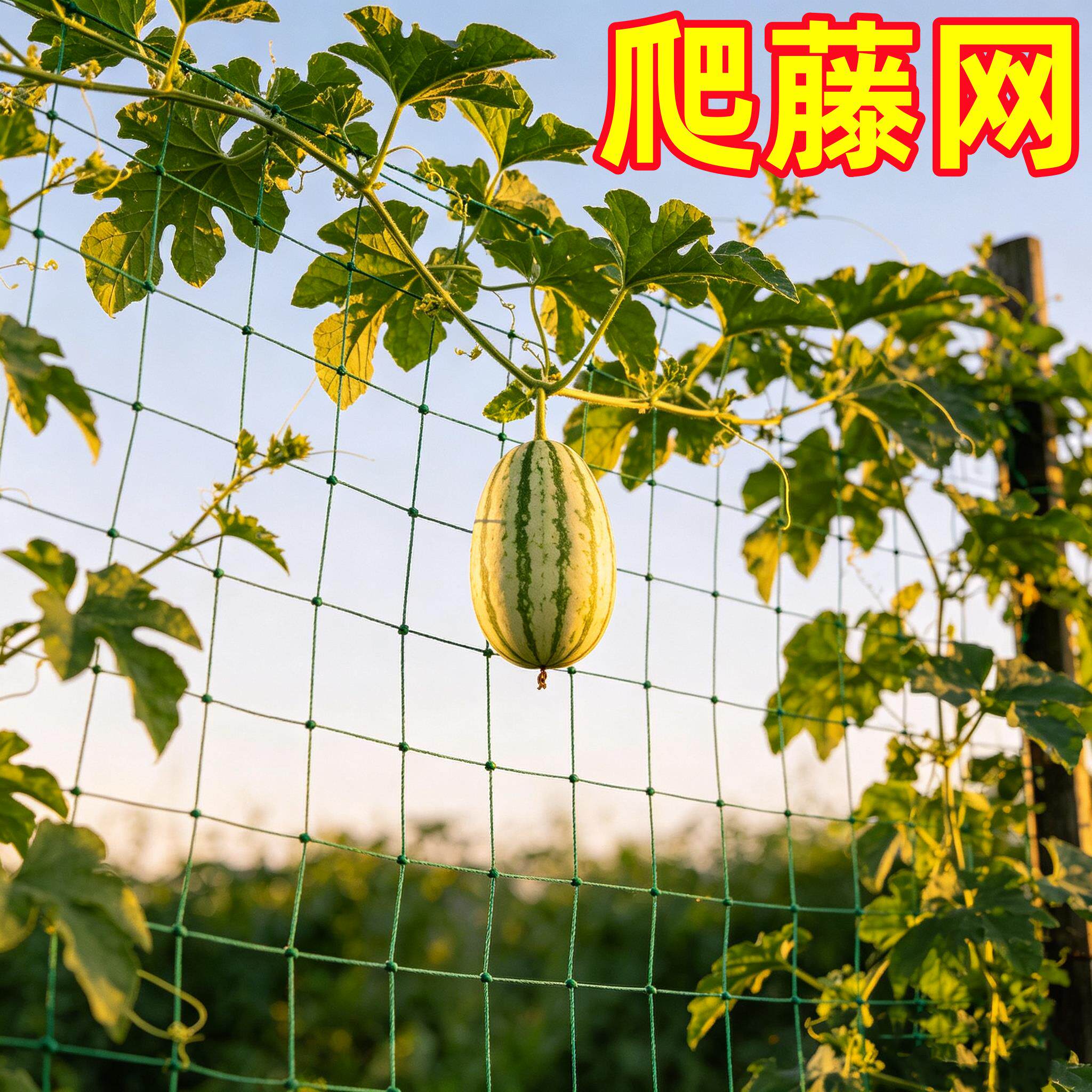 植物爬藤网 黄瓜丝瓜爬藤网爬藤网瓜蒌百香果攀爬网搭架网爬藤网