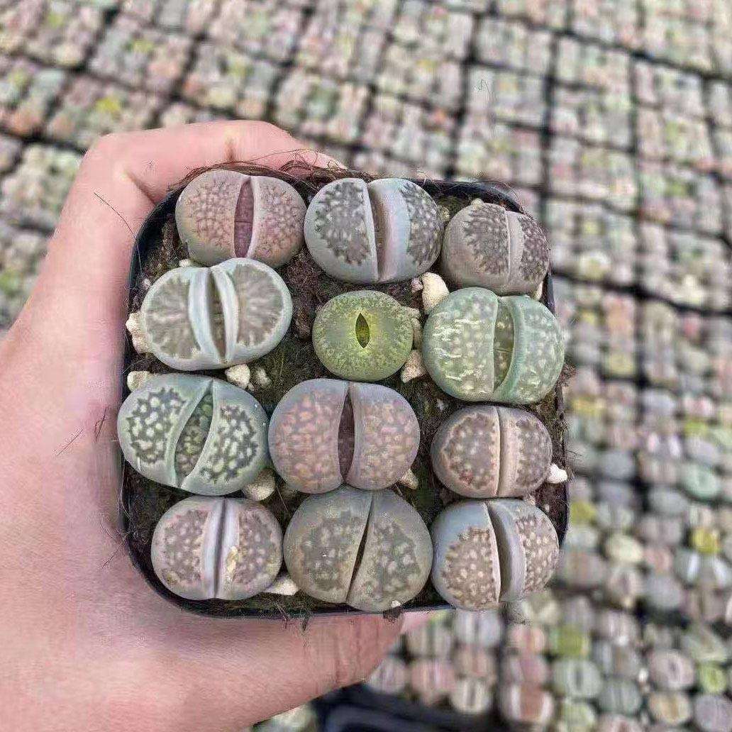 家居室内植物花卉盆栽多肉植物盆栽生石花