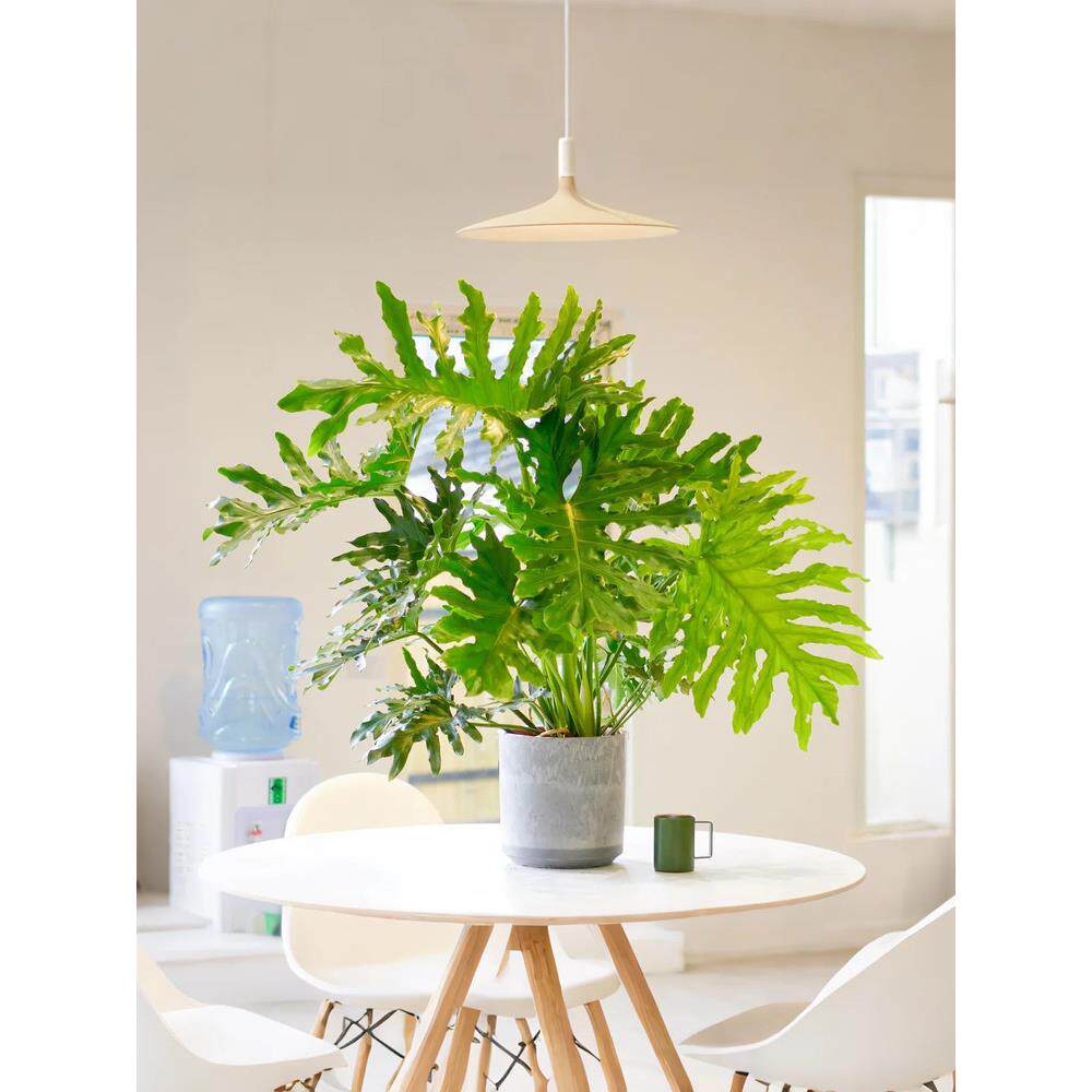 春羽盆栽网红绿植室内阳台客厅落地高颜值大盆栽观叶植物四季常青