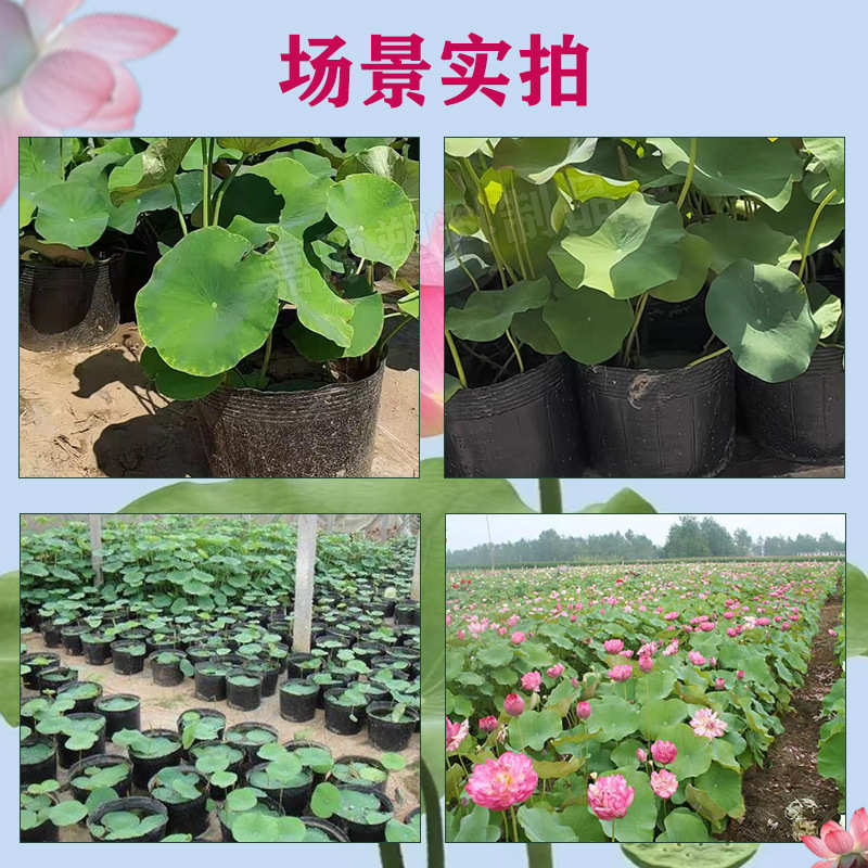加厚无孔荷花杯荷花盆营养钵无孔营养杯营养钵碗莲睡莲水培花盆