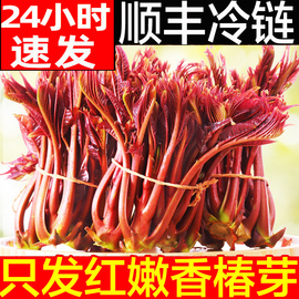 香椿芽新鲜香(新鲜香)春芽菜2024头茬香椿芽叶四川(叶四川)红油香椿头山东