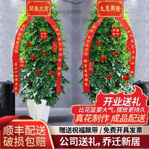 八方来财吸异味喜光植物四季常青盆栽大型室内客厅盆栽花卉鸭脚木