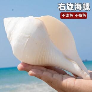 天然海螺右旋大海螺贝壳尼泊尔号角螺印度铅螺鱼缸水族造景收藏