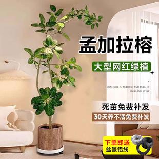 孟加拉榕客厅绿植造型榕高山榕树室内盆栽大型植物落地橡批发