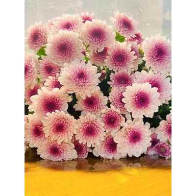 小雏菊鲜花小菊花鲜切花混搭花束真花客厅办公室插花云南基地直发