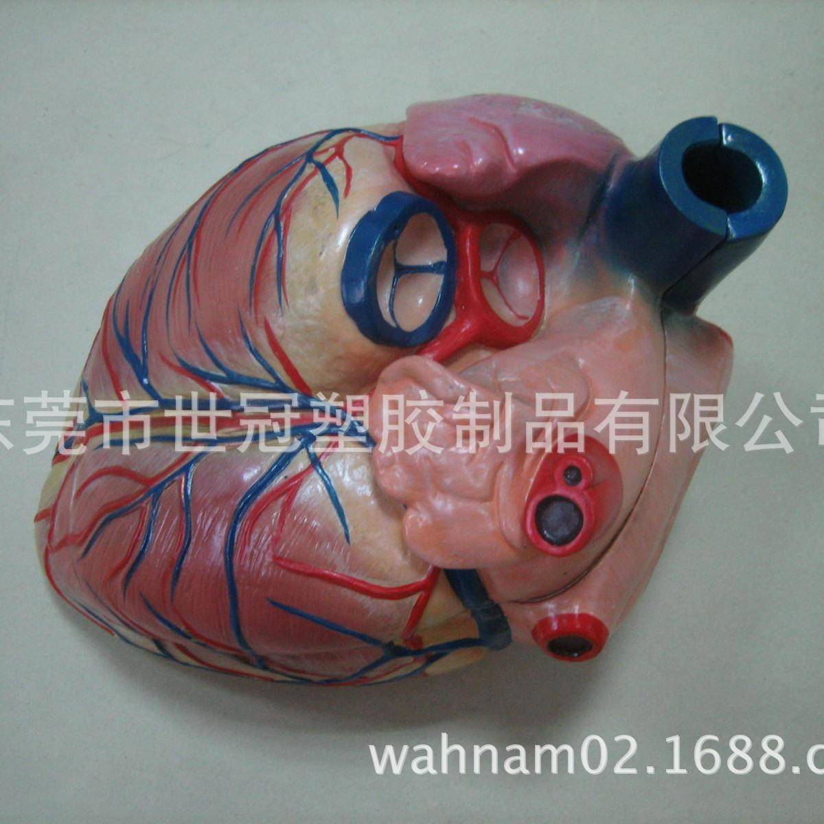 医学心脏教学展示模型护理人创伤皮肤心肺复苏模具手工