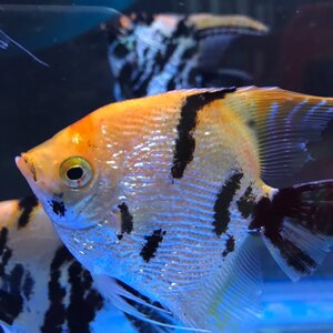 特价熊猫7-9cm 2条