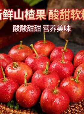 新鲜山楂山楂新鲜果山楂鲜果水山里果红GTP铁山楂糖葫芦山包楂鲜