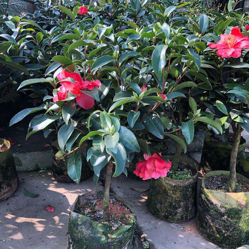 四季茶花多季茶花四季红山茶家庭园艺盆栽盆景观赏花卉植物