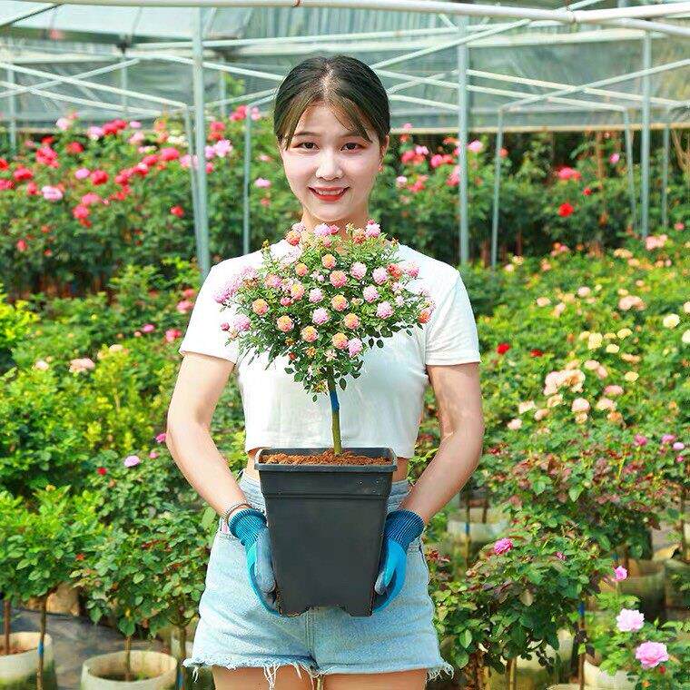 矮桩棒棒糖精品树状月季花苗植物大花浓香勤开花阳台庭院花卉