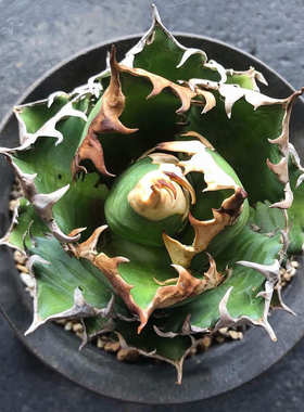 植物员外 红猫仁王冠Agave redcat weazle 赤猫严龙精品龙舌兰