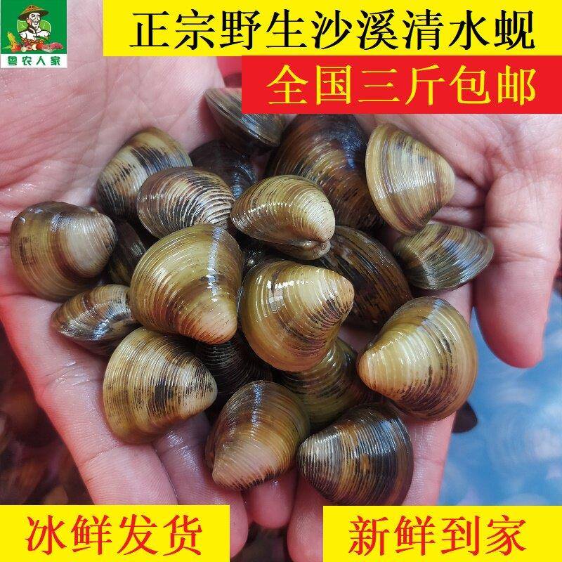 潮汕特产新鲜溪蚬仔黄蚬仔鲜活蛤蜊非花甲爆炒贝类水产3斤包邮