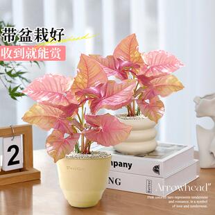 粉色恋人合果芋红粉佳人彩叶芋盆栽绿植室内桌面阳台粉锦粉箭花卉