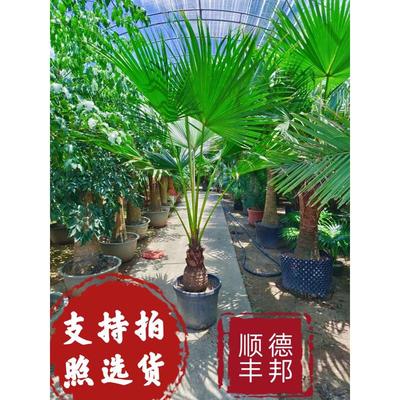 网耐寒新款绿扇棕榈科室内外养活四季叶植树植物好长青红大型蒲葵