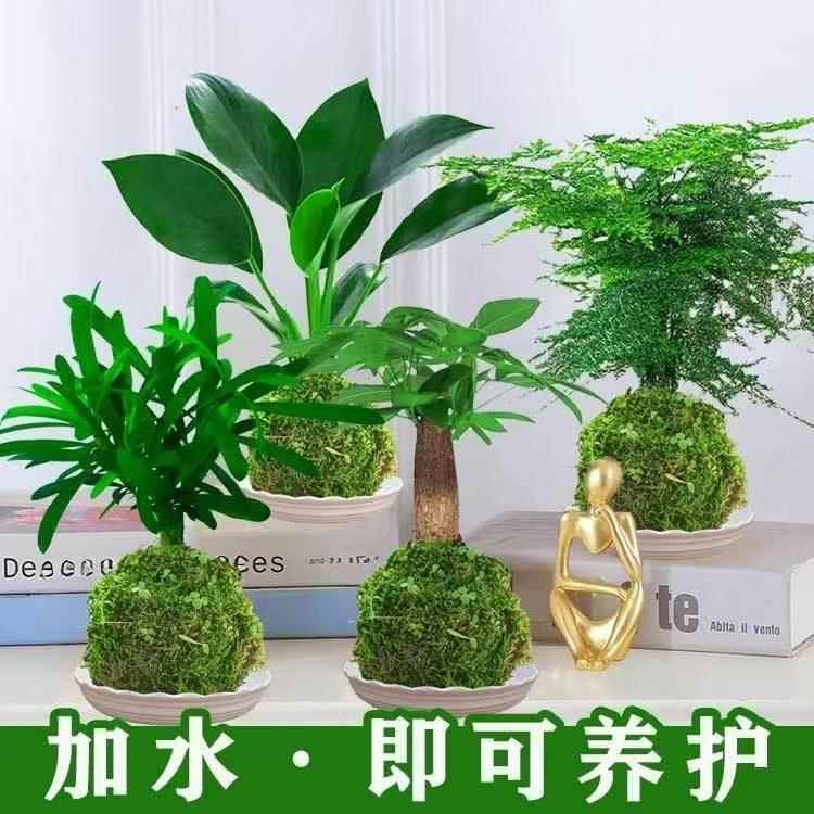 苔藓球微景观Diy创意盆栽小型植物茶台摆放水盆花卉成品发财树