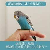 活鸟养宠物小孩子手适合养能说话好 活物养鸟小型虎皮懒人鹦鹉
