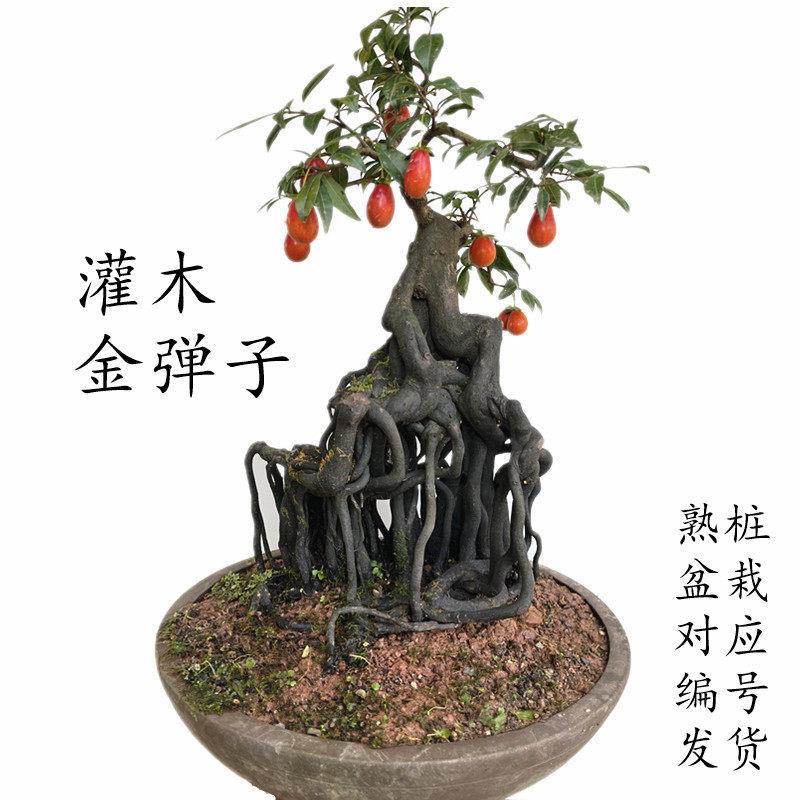 (1-50号)金撢子一物一拍造型弯根艺中国红练手小盆栽悬崖熟桩盆景
