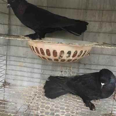 新疆翻翻跟头鸽高飞鸽家飞鸽子紫跟头白跟头黑跟头种鸽青年鸽
