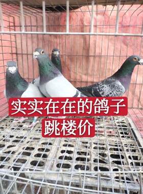 信鸽活体 鸽子 成绩赛鸽 血统赛鸽 名家信鸽 公棚信鸽 天落鸟包邮