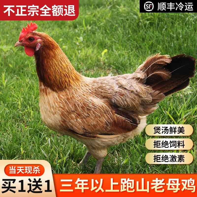 2祇正宗3年老母鸡土鸡草鸡柴鸡孕妇月子鸡走地鸡粮食散养安徽特产