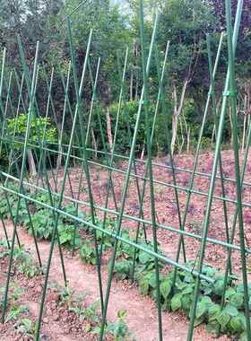 豆角架黄瓜架四季豆爬藤支撑架菜园菜架子种菜种植蔬菜架杆搭支架