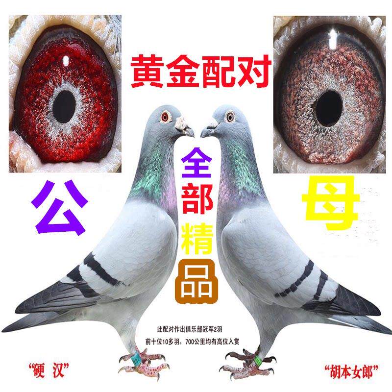 鸽子活体一对信鸽赛鸽种鸽原配幼鸽纯白成年鸽鸽子苗小鸽天落成绩