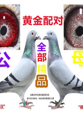 鸽子活体一对信鸽赛鸽种鸽原配幼鸽纯白成年鸽鸽子苗小鸽天落成绩