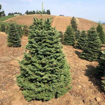 Christmas tree real tree spruce potted plant realNobel pine