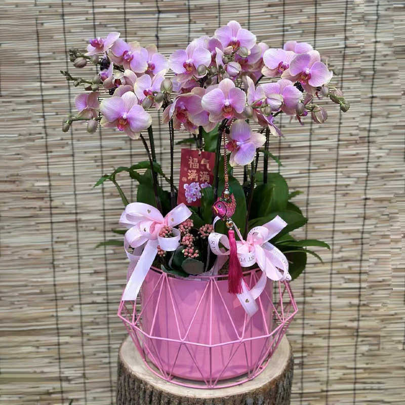 菱形轻奢蝴蝶兰花盆银柳冬青假花年宵花福桶插花摆件聚宝盆金属花,鲜花速递/花卉仿真/绿植园艺,花盆,淘宝优惠券,粉丝福利购,淘宝优惠卷