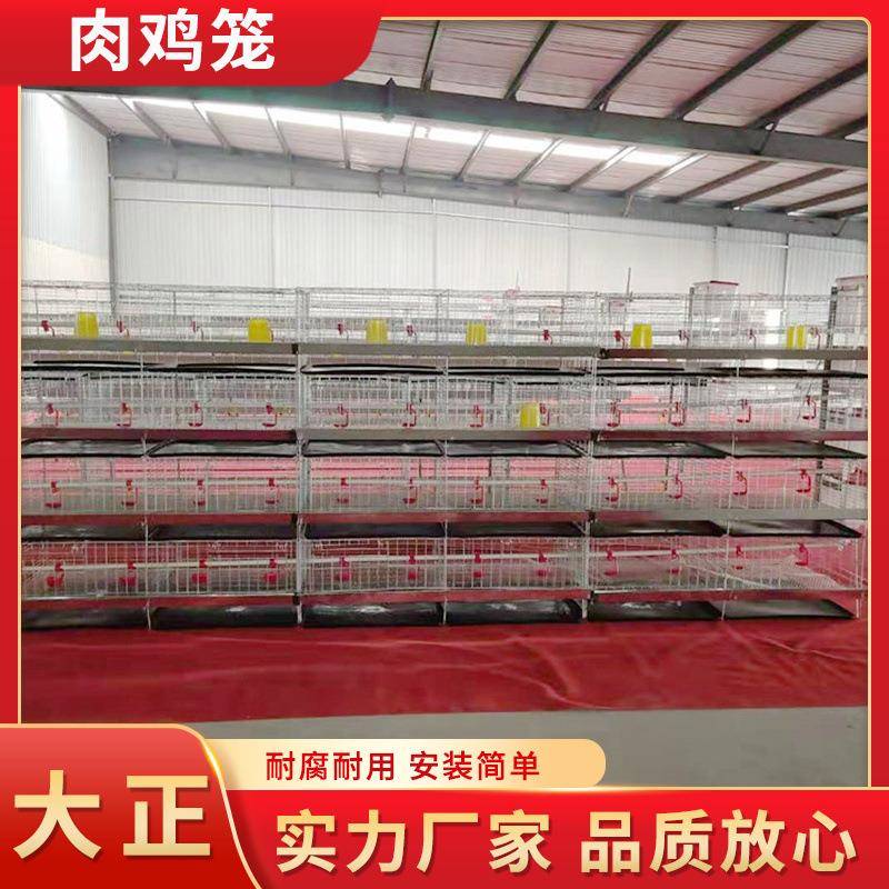 全自动肉鸡笼养殖场大型专用笼单层多层肉鸡蛋鸡笼肉鸡饲喂笼具