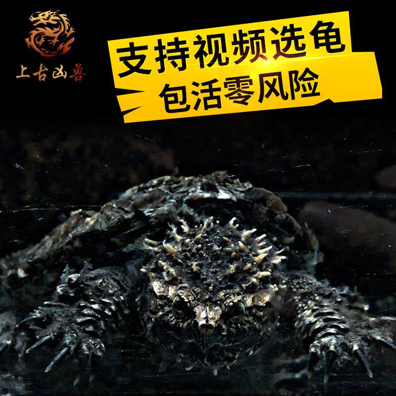 小鳄龟苗纯佛原种爆刺王活体宠物观赏小乌龟佛罗里达暴刺杂佛鳄龟