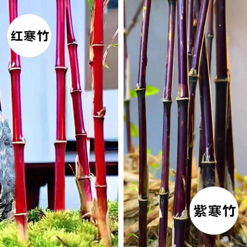 红观音竹 紫寒竹 米竹盆栽室内禅意绿植书房茶室创意盆景四季常绿